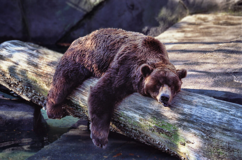 L'ours bernois semble un poil mal pris en ce début d'année...