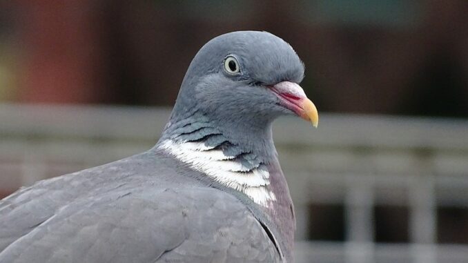 pigeon 1